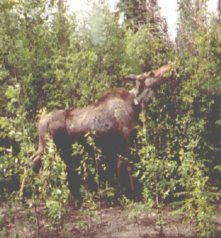 Cow moose grazing at the entrance to the National Park.